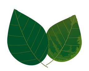 healthy leaf compared to nutrient deficient leaf