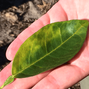 citrus leaf yellowing