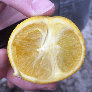 citrus affected by HLB