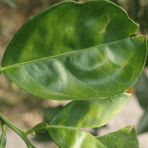 citrus leaves