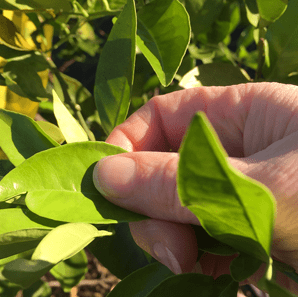 citrus leaves