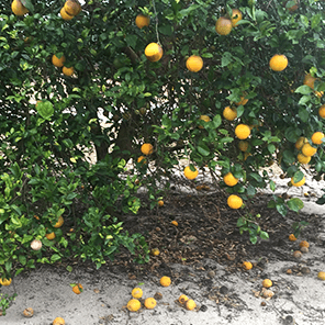 citrus trees