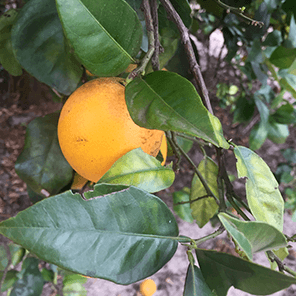 citrus trees closeup