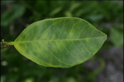 symptoms of HLB on leaf