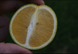 symptoms of HLB in fruit